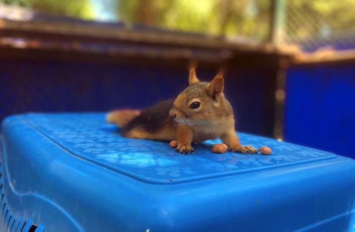 The squirrel, whose hind legs were paralyzed, is under care