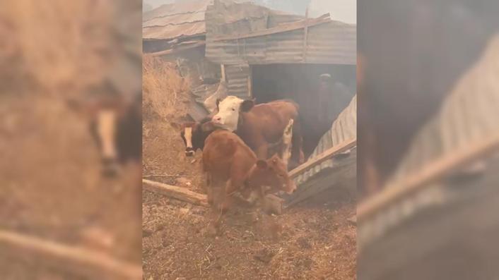 Malatyada orman yangını