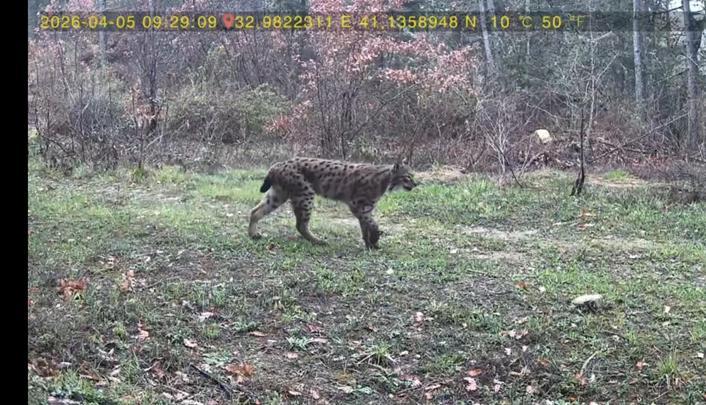 Yaban hayatı fotokapana yansıdı