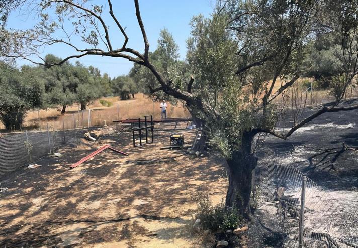 Foçadaki orman yangını soruşturmasında 1 tutuklama