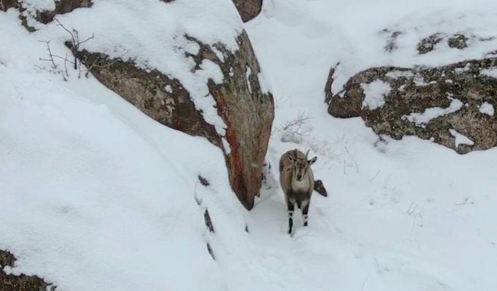 Karla kaplı kayalıklarda dolaşan dağ keçileri kamerada