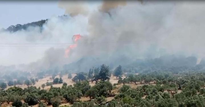 Foçadaki orman yangını soruşturmasında 1 tutuklama