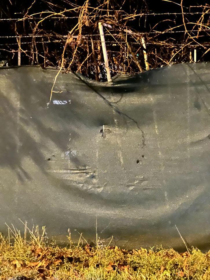 Mühürlü hayvanat bahçesinden kaçan aslan yola indi; o anlar kamerada