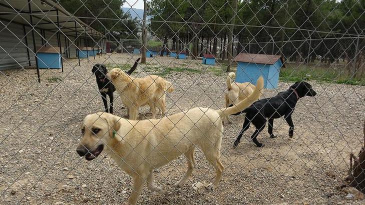 Bakım merkezinde köpeklerin açlıktan birbirini parçaladığı iddiasına soruşturma