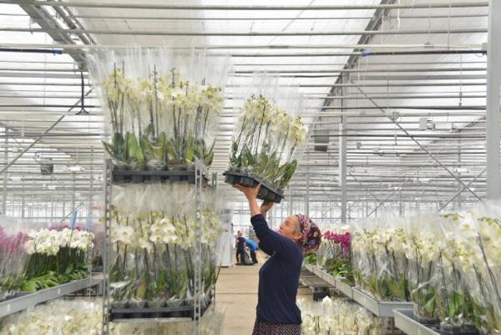 Anneler Gününde en ucuz orkide 150 TL