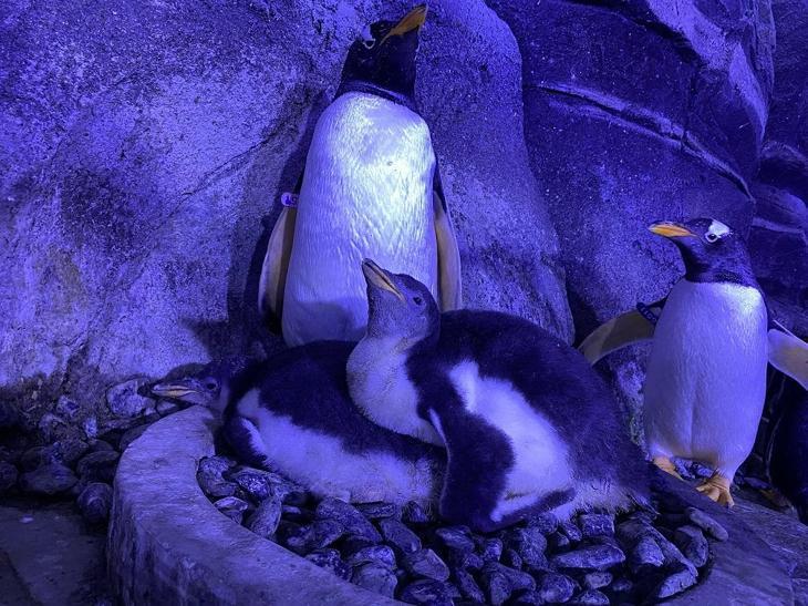 İstanbul’da gentoo türü dört penguen dünyaya geldi