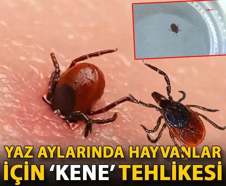 Yaz aylarında hayvanlar için ‘kene’ tehlikesi