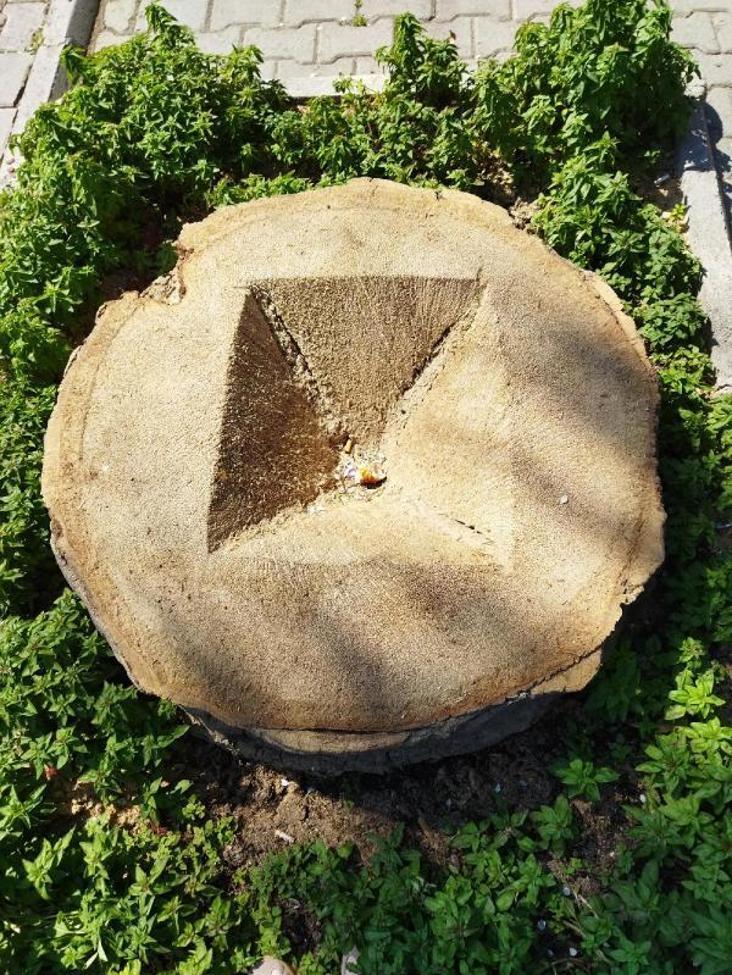 İzmirde Kültürparktaki kuruyan 72 palmiye ağacı kesildi