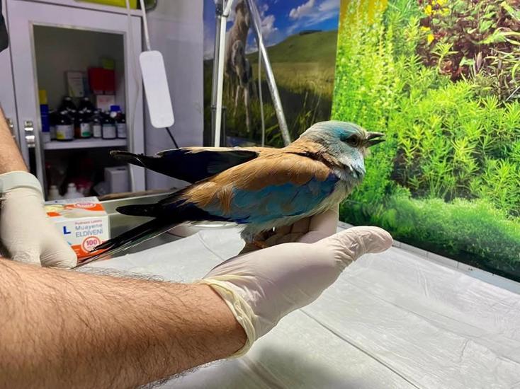 Sırbistanda halkalanan gökkuzgun Denizlide yaralı bulundu