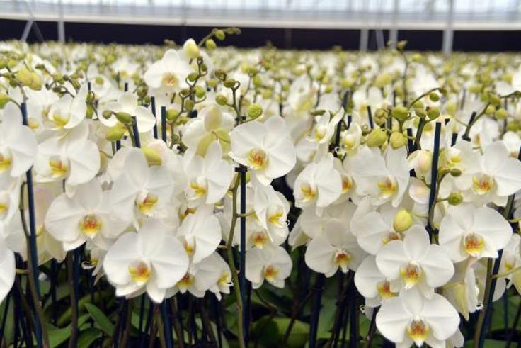 Anneler Gününde en ucuz orkide 150 TL