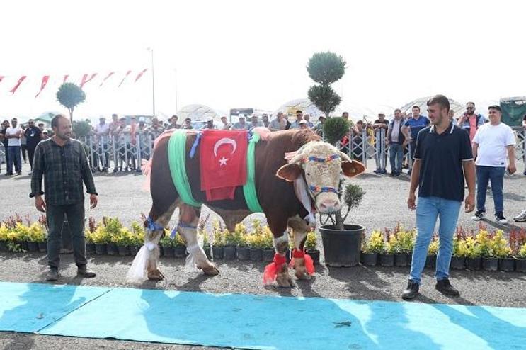 ‘En Güzel Kurban Yarışması’nda bin 60 kiloluk ‘Gazze’ isimli kurbanlık birinci oldu