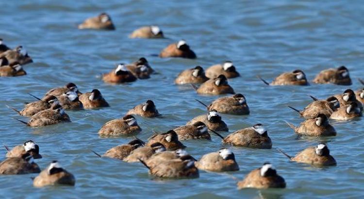 POPÜLASYONUNUN YÜZDE 70İ BURDUR GÖLÜNDE KIŞLIYORDU