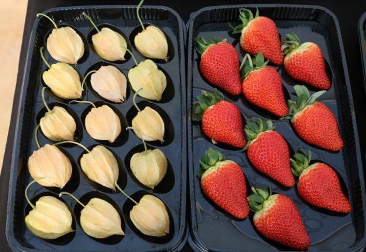 TİCARİ ADI GOLDEN BERRY