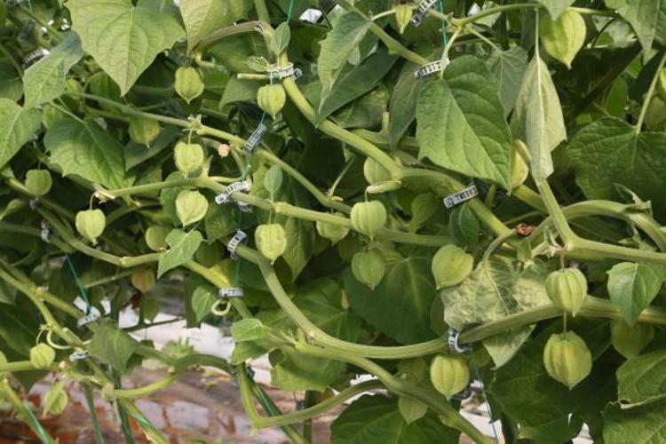 İLK ÜRÜNLERİN HASADI YAPILIYOR