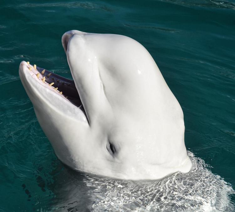 BİLİMSEL ARAŞTIRMA İÇİN GETİRİLMİŞLERDİ