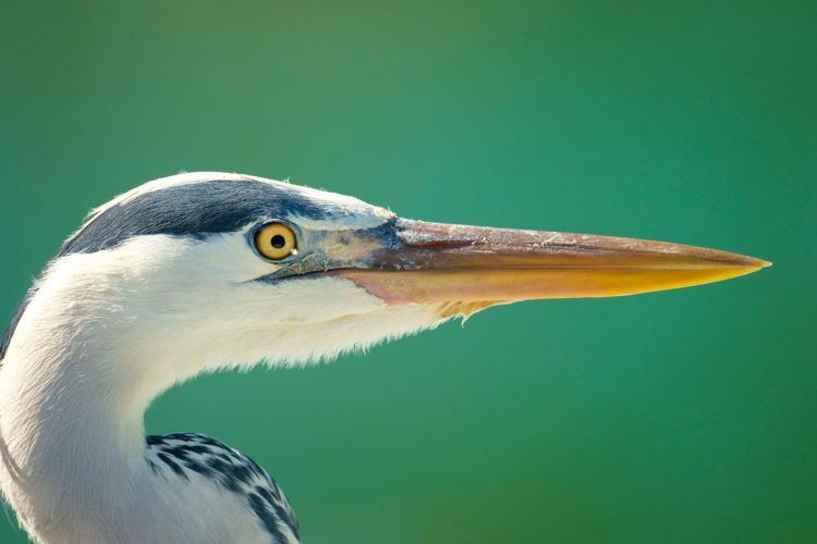 HER GEÇEN GÜN DAHA FAZLA BİLGİ SAHİBİ OLUYORUM