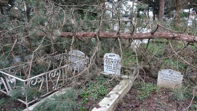 FIRTINADA 22 AĞAÇ DEVRİLDİ