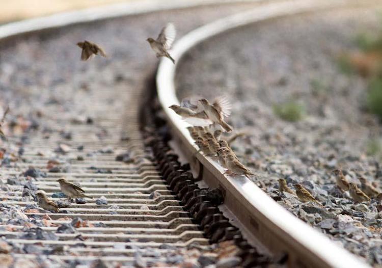 KUŞLARIN RAYLARLA İLİŞKİSİ