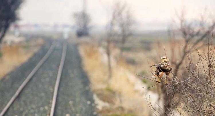 YIRTICI GÖRMEK İÇİN İDEAL ALAN