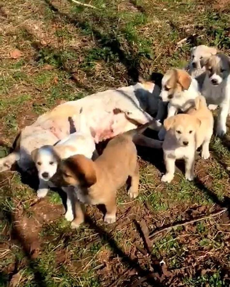YAVRU KÖPEKLER BAKIMA ALINDI