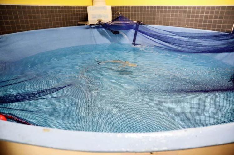 AYNI TÜRDE 5 KÖPEK BALIĞIYLA YAŞAYACAK