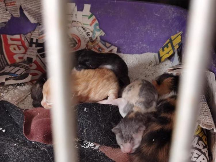 YAPILAN MÜDAHALE DOĞRUDUR