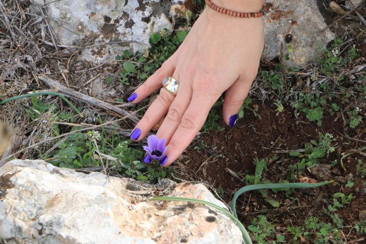 GEÇMİŞİ 5 BİN YILA DAYANAN BİR ÇİÇEK