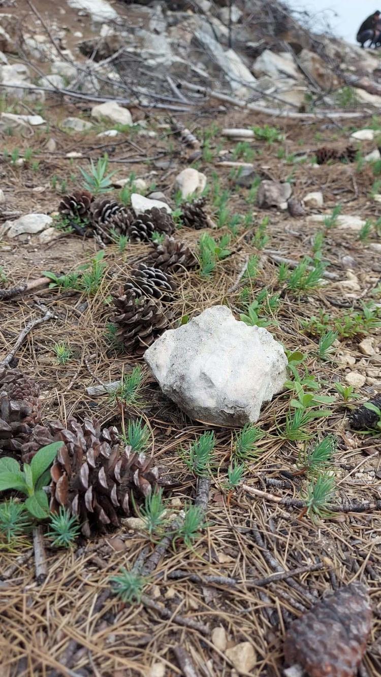 TEKRAR ZÜMRÜT YEŞİLİ OLACAK