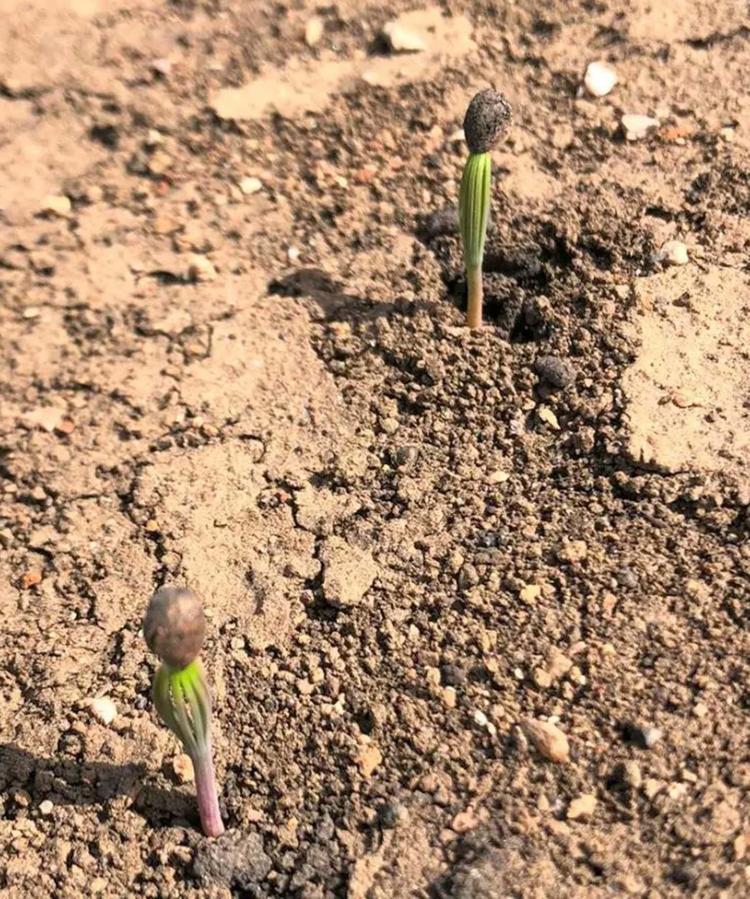 AĞAÇLANDIRMADA 3 YÖNTEM