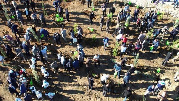 ÇİMLENEN FİDANLAR SAYILACAK