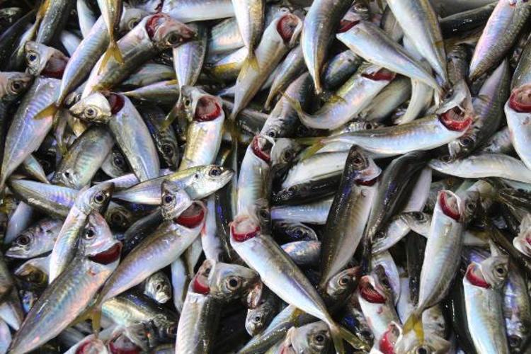 BİYOÇEŞİTLİLİK VE BALIKÇILIK ETKİLENİYOR