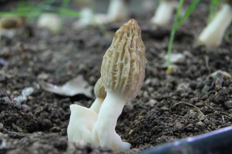 ‘ÇİFTÇİLER KAZANÇ SAĞLAYACAK’