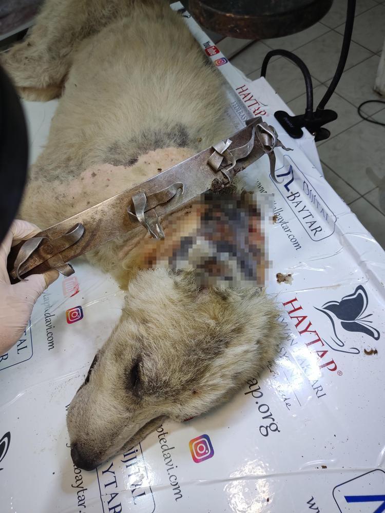 KORKU FİLMİNDEN ÇIKMIŞ GİBİYDİ