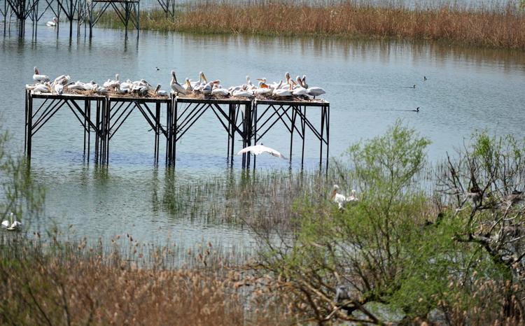 ÜREME DÖNEMİ BAŞLADI
