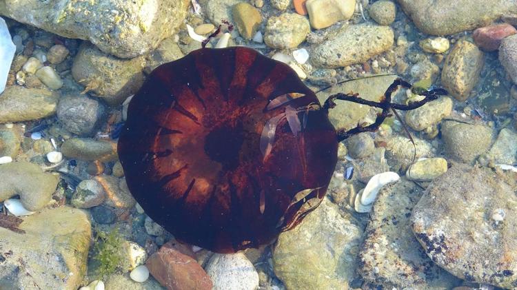 TENTAKÜLLERİ YAPIŞKAN KAPSÜLLERLE DOLU