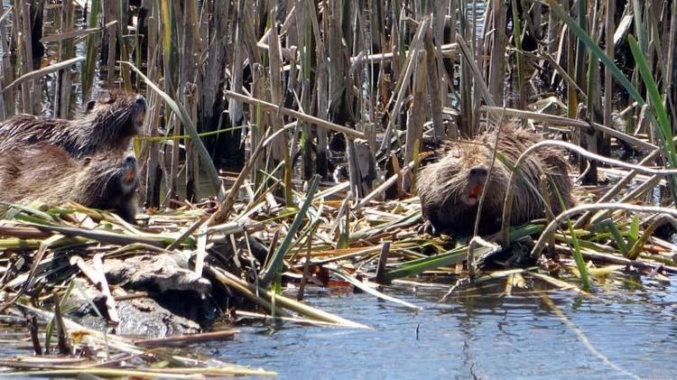 POPÜLASYONLARINI AZALTMA ÇALIŞMALARI VAR