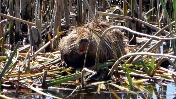 KORUNAN HAYVAN STATÜSÜNDE