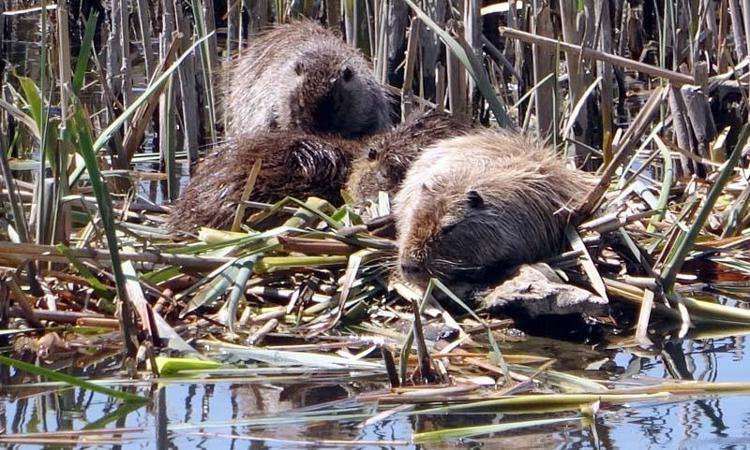 BÖLGEDEN UZAKLAŞTIRILIRSA İYİ OLUR