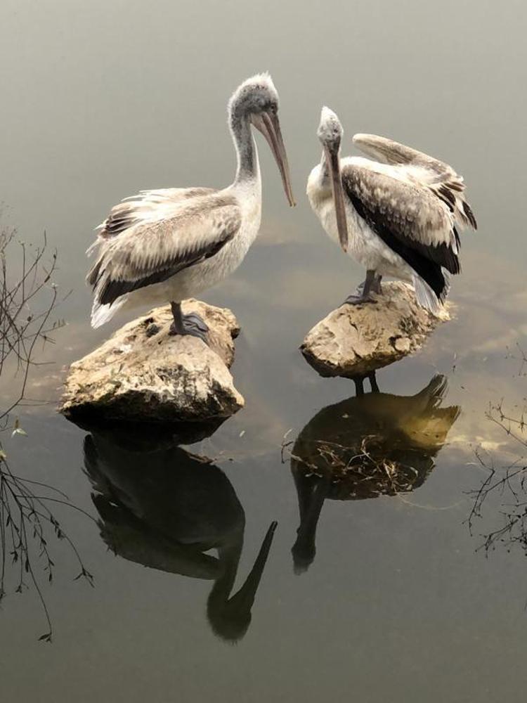 ADETA ÇÜRÜMÜŞ YEMYEŞİL SUYA DÖNÜŞTÜ