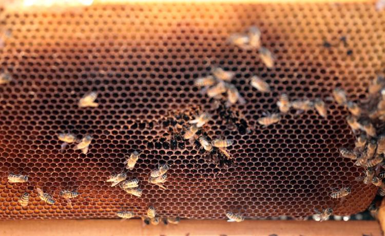 250 TON ZAHTER BALI ÜRETMEYİ HEDEFLİYORUZ