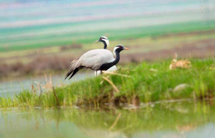 ÜRÜYEN NÜFUSUNUN KALMADIĞI BELİRLENMİŞTİ