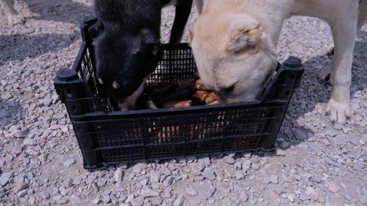 YENİ BİR SEKTÖR YARATMASINI TEMENNİ EDİYORUZ