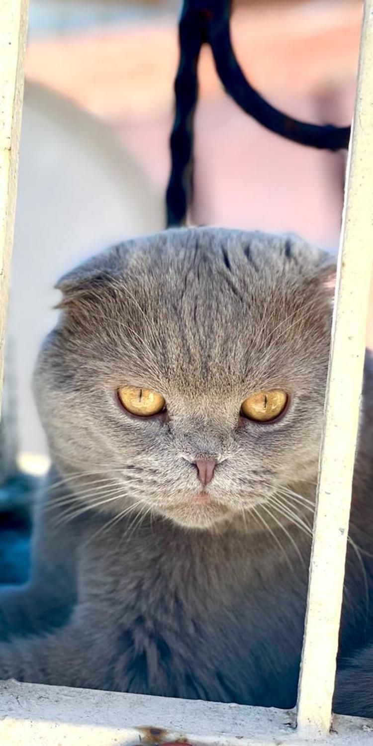 ARANDIĞINI DUYAN HIRSIZ TAKSİYLE OSCARI GERİ GÖNDERDİ