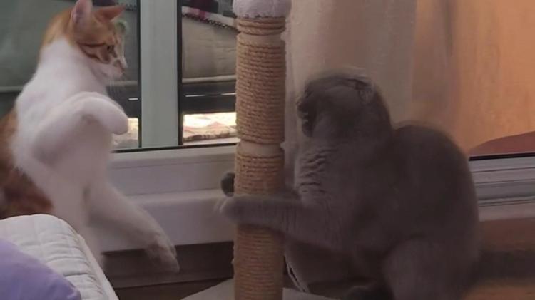 KEDİYİ TAKSİ İLE KAPIYA BIRAKMIŞ