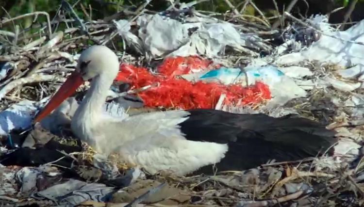 ‘YAREN’İN YAVRULARINI DA ELLERİMLE BESLEYECEĞİM’