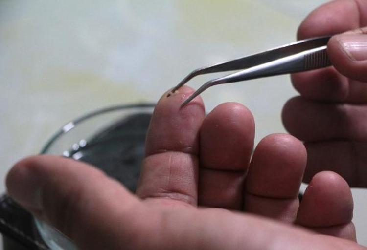 MİKRO PLASTİKLER ETE KARIŞIYOR