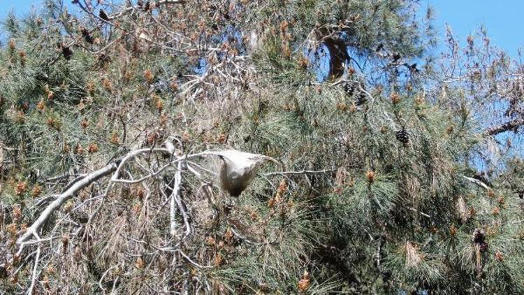 SİNEKLER ÇAM KESE BÖCEKLERİNİ PARAZİTLİYOR