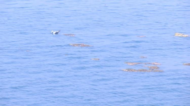 BEYLİKDÜZÜ SAHİLİNDE MÜSİLAJ BENZERİ KİRLİLİK