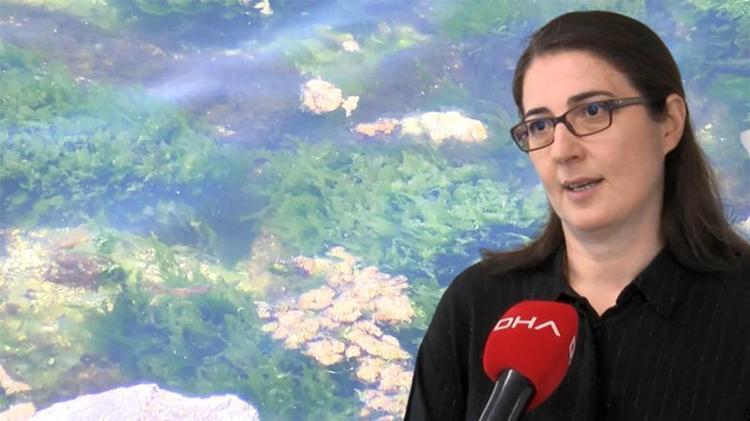 DENİZANASI KİRLİLİĞİN OLDUĞU YERDE BASKIN HALE GEÇEN CANLILAR