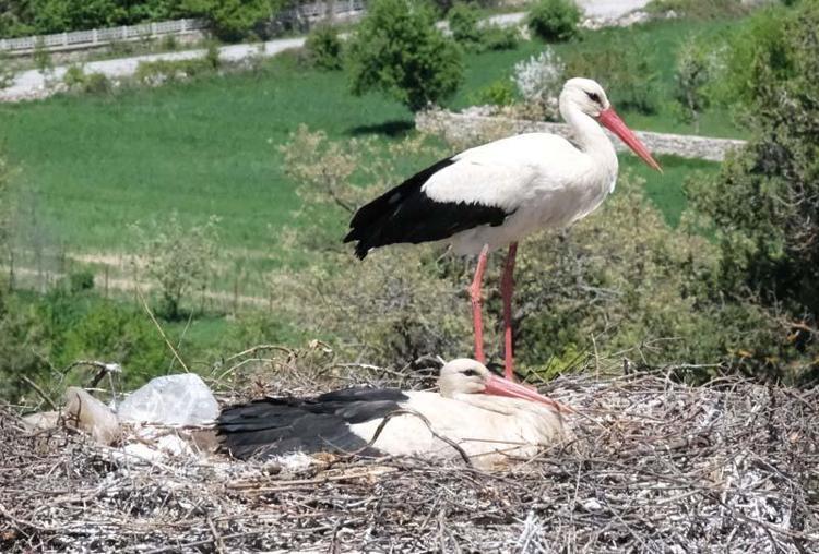 10 BİNE YAKIN LEYLEK GELİYOR